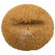 Corail fossile cyclolite (ou cycloseris) - 75 grammes