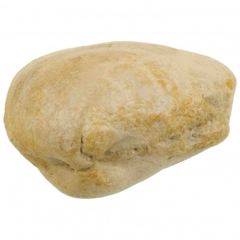Coquillage fossile pleuromya - 122 grammes