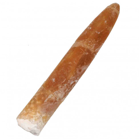 Rostre de bélemnite fossile - 10.5 cm