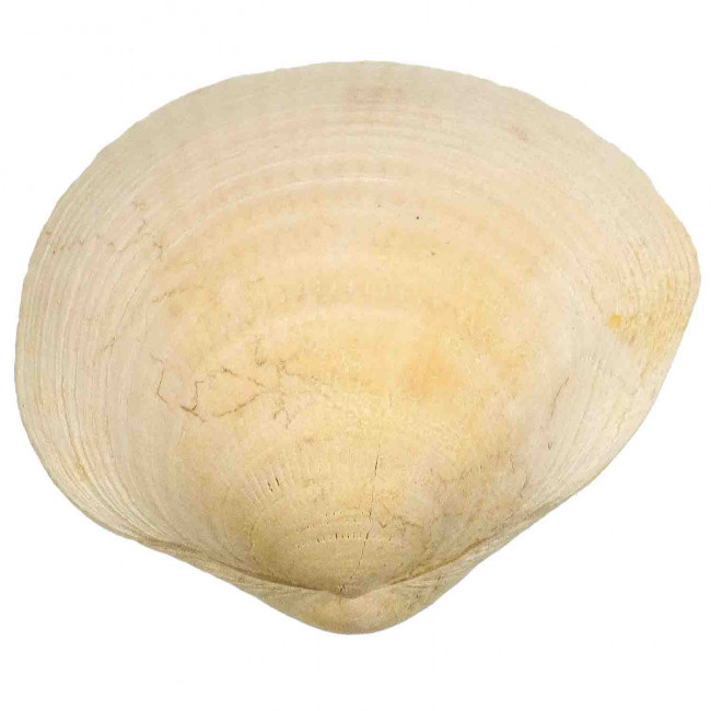 Coquillage glycymeris fossilisée entier - 38 grammes