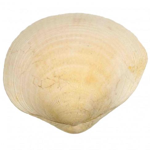 Coquillage glycymeris fossilisée entier - 38 grammes