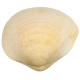 Coquillage glycymeris fossilisée entier - 38 grammes