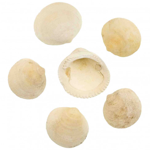 Coquillages demi-glycymeris fossilises entier - 4.5 à 5.5 cm - Lot de 6