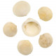 Coquillages demi-glycymeris fossilises entier - 4.5 à 5.5 cm - Lot de 6