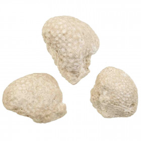 Coraux fossile - 4 à 5 cm - Lot de 3