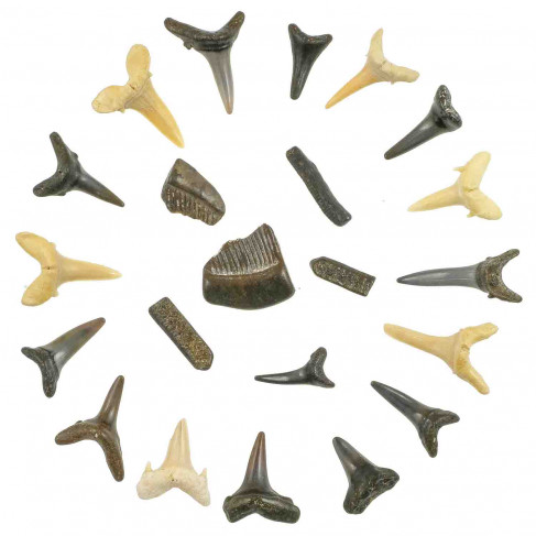 Dents de raie et de requin fossile - 1.5 à 2.5 cm - Lot de 22