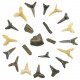 Dents de raie et de requin fossile - 1.5 à 2.5 cm - Lot de 22