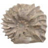 Ammonite fossile sciée - 101 grammes