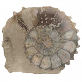 Ammonite fossile sciée - 101 grammes