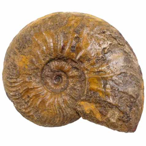 Ammonite fossile - 20 grammes