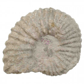 Ammonite fossile mantelliceras mantelli - 52 grammes