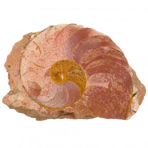 Demi-ammonite fossile sciée - 333 grammes