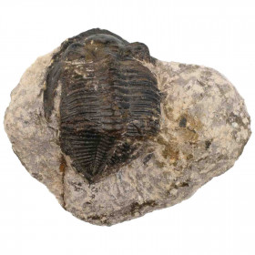 Fossile trilobite paralejurus dormitzeri sur gangue - 101 grammes