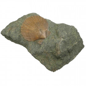 Coquillage pecten fossile sur gangue - 199 grammes