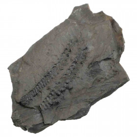 Fougère et fleur fossile sur gangue (recto-verso) - 140 grammes