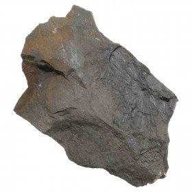 Fougère et fleur fossile sur gangue (recto-verso) - 140 grammes
