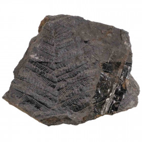 Fougère fossile sur gangue - 786 grammes