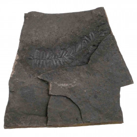 Fougère fossile sur gangue (recto-verso) - 132 grammes