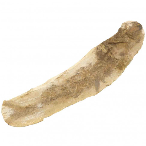 Poisson fossile sur gangue - 936 grammes