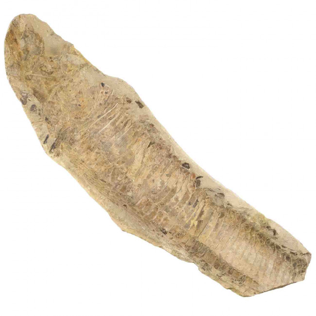 Poisson fossile sur gangue - 1400 grammes