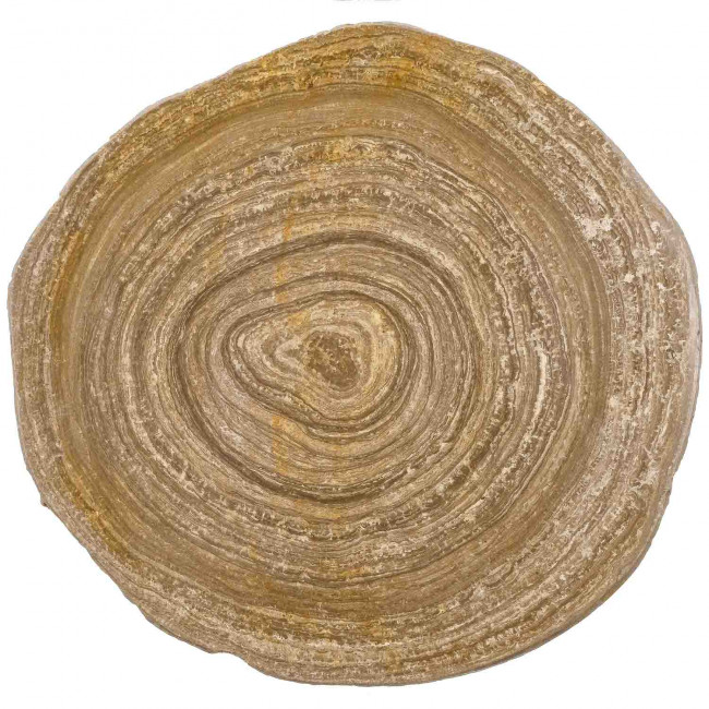 Tranche de stromatolithe fossile polie - 589 grammes