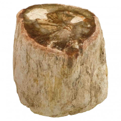 Bois fossile tranche de branche - 191 grammes