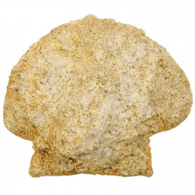 Gros pecten fossile - 657 grammes