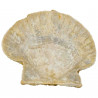 Gros pecten fossile - 657 grammes