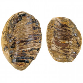 Nodule de poisson fossile (2 coques) - 317 grammes