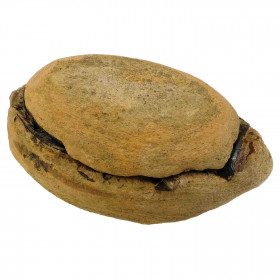 Nodule de poisson fossile (2 coques) - 317 grammes
