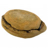 Nodule de poisson fossile (2 coques) - 317 grammes