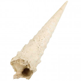 Coquillage fossile cérithe - 22.5 cm