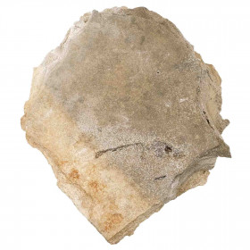 Poisson fossile sur plaque - 8 x 9 cm
