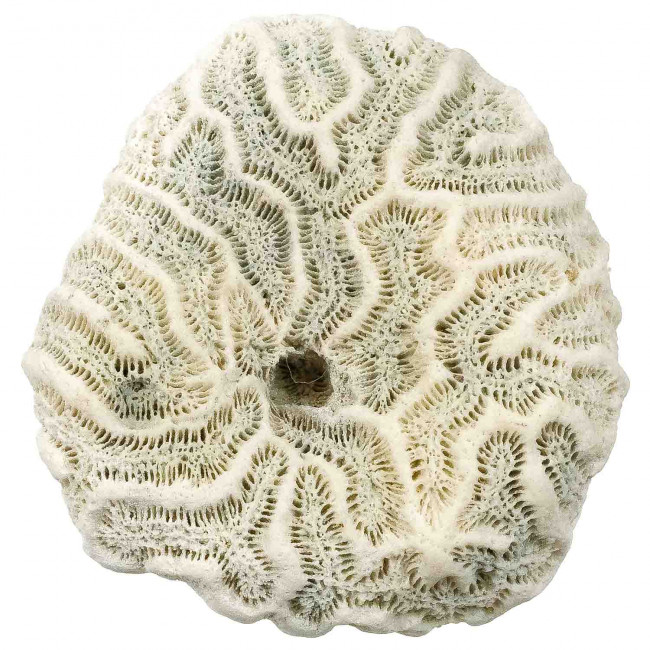 Méandrine corail fossilisé - 73 grammes