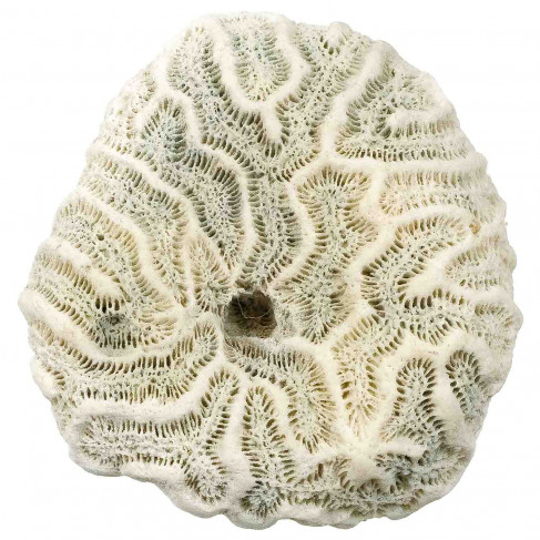 Méandrine corail fossilisé - 73 grammes