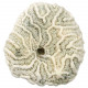 Méandrine corail fossilisé - 73 grammes