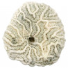 Méandrine corail fossilisé - 73 grammes