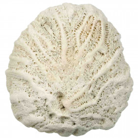 Méandrine corail fossilisé - 73 grammes