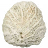 Méandrine corail fossilisé - 73 grammes