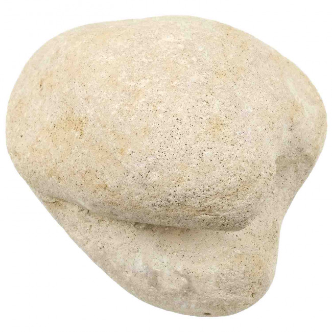 Coquillage porambonite fossile - 199 grammes