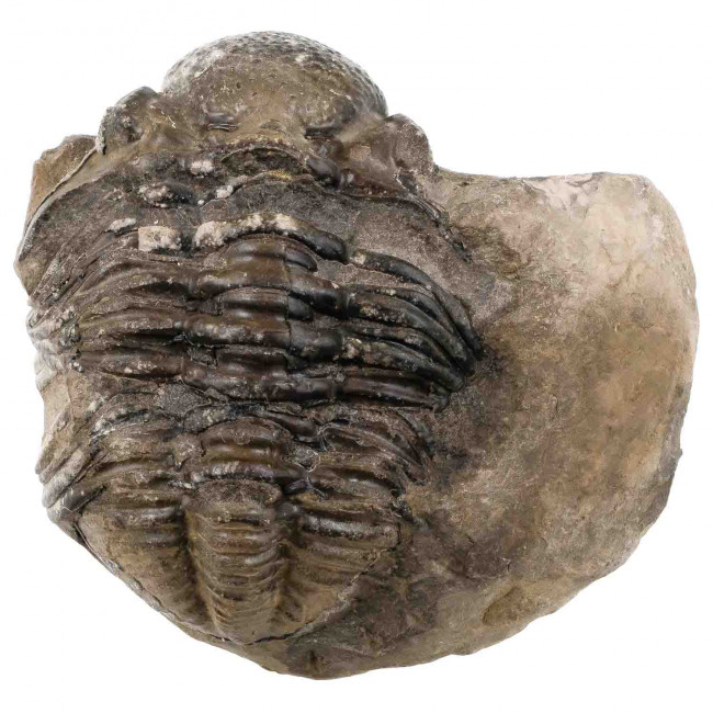 Gros trilobite phacops fossile sur gangue - 1039 grammes