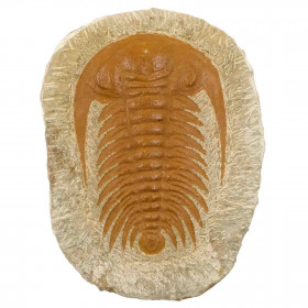 Trilobite fossile sur gangue - 474  grammes