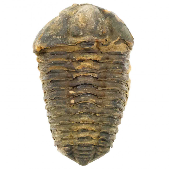 Trilobite fossile mississi - 115 grammes