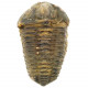 Trilobite fossile mississi - 115 grammes
