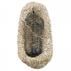 Trilobite fossile cryphina sur gangue - 395 grammes
