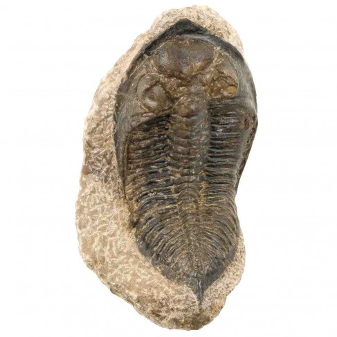 Trilobite fossile huntonia lingulifer sur gangue - 229 grammes