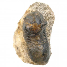 Fossile trilobite paralejurus dormitzeri sur gangue - 219 grammes