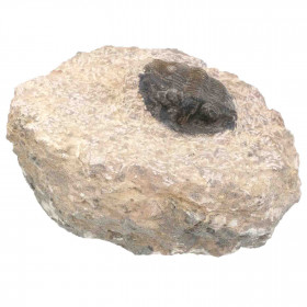 Fossile trilobite scabric scutellum sur gangue - 442 grammes