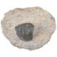 Fossile trilobite scabric scutellum sur gangue - 442 grammes