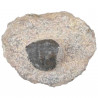 Fossile trilobite scabric scutellum sur gangue - 442 grammes